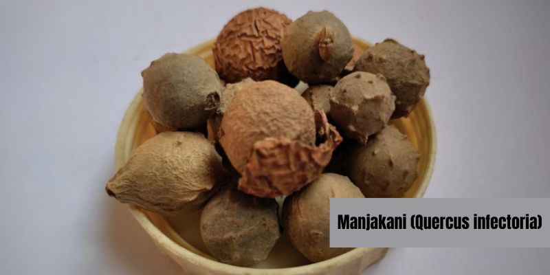 Manjakani (Quercus infectoria)