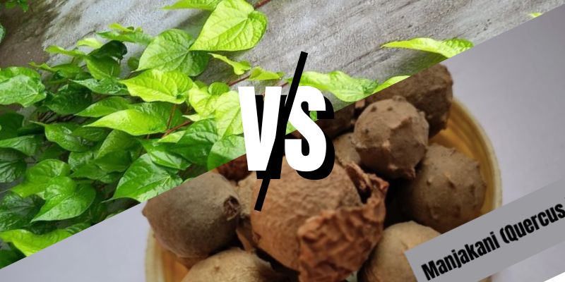 manjakani vs daun sirih